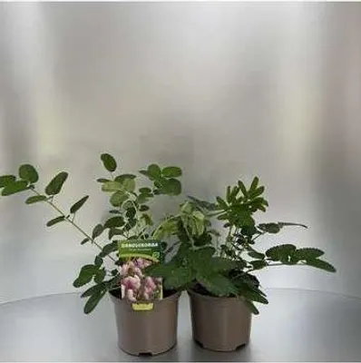 Productafbeelding van 6 x *Sanguisorba hybrida* 'Pink Brushes' - Duizendblad - Pot van 9 x 9 cm