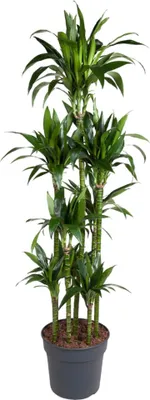Produktbild von Everyplants Dracaena Janet Craig Kolotoč - 180 cm, Ø 34 cm