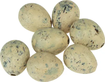 Produktbild von Ostern Deko Wachteleier Creme 3cm 50 St Ausgeblasen, 50 Stück