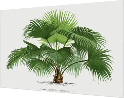 Produktbild von Wandtapete - Dekorative Tapete für Wohnzimmer- Tapetenfolie für Wanddekoration - 104x70 cm - Exotische Palme