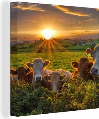 Produktbild von MuchoWow® - Leinwandbilder - Sonne - Kuh - Gras, Wandbild, Wanddeko Bilder Wohnzimmer, 50x50cm