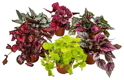 Produktbild von 6er-Mix Begonia Beleaf, Blattbegonie, 20-25 cm, Topf 12 cm