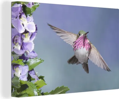 Obrázek produktu pro OneMillionCanvasses® Malba na plátně Nástěnná malba na plátně - Kolibřík - květiny - obloha - 150x100cm