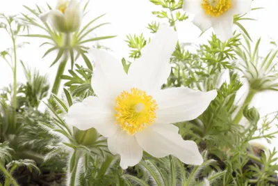 Produktbild von Pulsatilla vulgaris 'Pinwheel Weiß', Küchenschelle, weiß, ca. 9x9 cm Topf