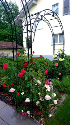 Produktbild von GardenAndPools Rosenbogen HOLLAND Lilie-Spitze Gesamtbreite1,80 m Schwarz Pergola Metallrosenbogen Gartenbogen Rosensäule Rozenboog Rose Arches