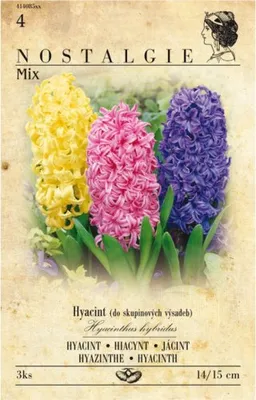 Zdjęcie produktu dla Hiacynt ogrodowy, zestaw 3 szt.