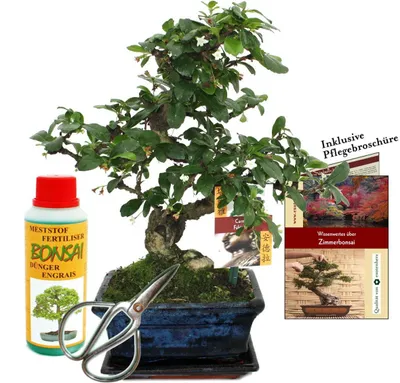 Zdjęcie produktu dla Zestaw upominkowy bonsai "Carmona" - Fukientee - ok. 6 lat - zestaw dla poczatkujacych