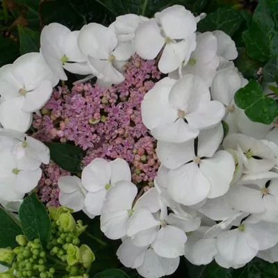 Obrázek produktu pro 2 x  hortenzie  - Hydrangea macrophylla 'Libelle'  | 25-30 cm v kontejneru