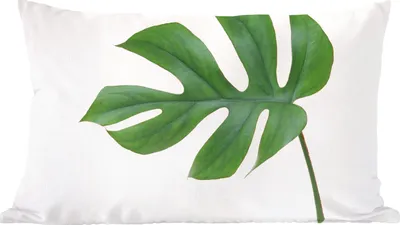 Produktbild von MuchoWow® Zierkissen Sofakissen Wohnzimmer Dekokissen 60x40 cm Botanisches Blatt auf weißem Hintergrund - Kopfkissen - Polster mit Foto