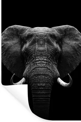 Produktbild von MuchoWow® Wandtattoo Wandsticker Wandaufkleber Tiere - Elefant - Porträt - Schwarz - Weiß 80x120 cm Selbstklebend und Repositionierbar - Repositionierbar - Wasser abweisend