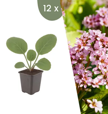 Produktbild von Plants by Frank | 12 Bergenie Pflanzen | Bergenia Cordifolia | Stauden | Winterhart | Mehrjährig | Gartenpflanzen