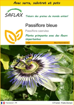 Image de SAFLAX Ensemble de culture - Passiflore bleue - 25 graines - Passiflora