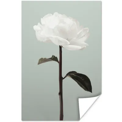 Produktbild von MuchoWow® Poster Blumen - Rose - Grün - Weiß - Stilleben 120x180 cm - Kunstposter