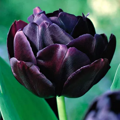 Zdjęcie produktu dla Tulipan Pełny Black Hero 5 szt. Tulipany Cebulki Tulipanów Cebule
