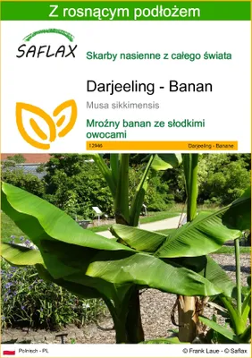 Zdjęcie produktu dla SAFLAX - Darjeeling - Banan - 5 Nasiona - Z podłożem uprawowym wolnym od zarazków - Musa sikkimensis