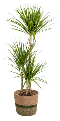 Produktbild von Dracaena Marginata Grün - Drachenbaum - mit Korb Ø21cm - Höhe 110 - 130cm