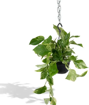 Immagine prodotto di Meergroothandel Epipremnum Marble Queen (Scindapsus) - 25 cm, Ø15 cm