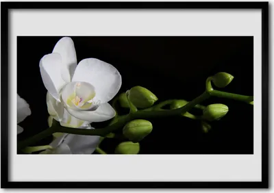 Produktbild von Bild 100x70 MDF-Rahmen Wandkunst Natur Blume Pflanze