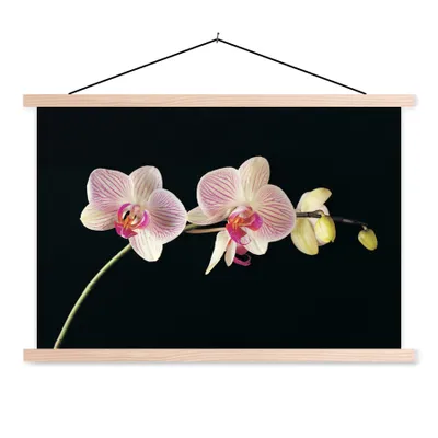 Produktbild von MuchoWow® Textilposter Orchidee - Blumen - Schwarz - Rosa - Knöpfe 120x80 cm mit holzfarbenen Rahmen - Aufhängeset