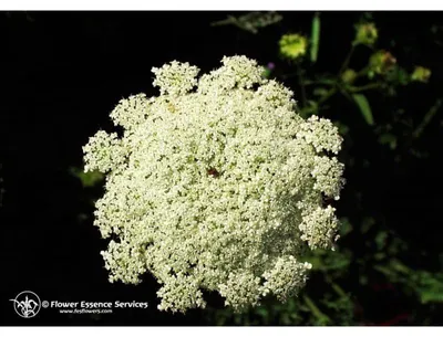 Immagine prodotto di Queen Annes Lace 7,4Ml Calf