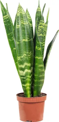 Produktbild von Bogenhanf - pflegeleichte Zimmerpflanze, Sansevieria trifasciata Black Coral - Höhe ca. 30 cm, Topf-Ø 9 cm