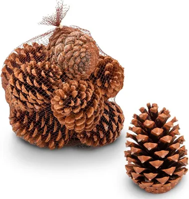 Produktbild von Tannenzapfen groß 10 Stück 10-14 cm Pinus pinaster Kiefernzapfen Deko Basteln XL