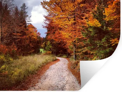 Produktbild von MuchoWow® Wandtattoo Wandsticker Wandaufkleber Herbst - Herbstblätter - Weg - Wald 40x30 cm Selbstklebend und Repositionierbar - Faltenfrei