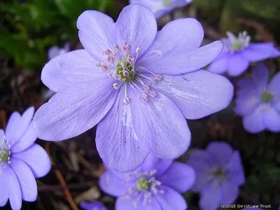 Produktbild von 3 x Leberblümchen - Frühlingsbote in blau - Tb 9
