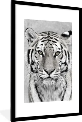 Produktbild von MuchoWow® Gerahmtes Poster Tiger - Natur - Schwarz - Weiß 60x90 cm - Poster mit Schwarzem Bilderrahmen Wandposter Rahmen Foto Bilder - Dekoration - Wandposter Wohnzimmer - Hochwertig