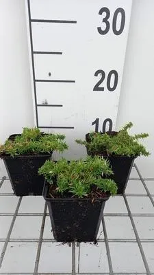Produktbild von 6 x Phlox (d) 'Red Admiral' - Flammenblume - Topf 9 x 9 cm
