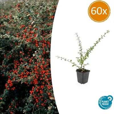 Imagen del producto de Planta rastrera - Endrino 'Coral Beauty' - Maceta de 9 cm - Pack de 60 plantas