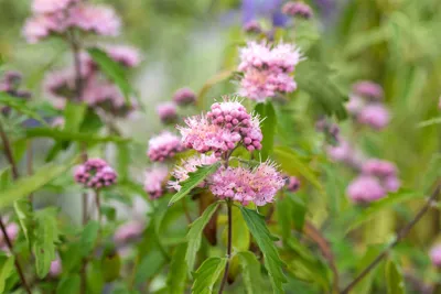 Produktbild von Bartblume Pink Perfection 40-60 cm, im Topf - Caryopteris clandonensis