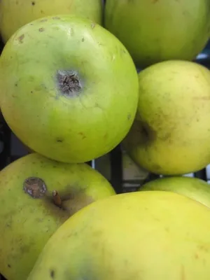 Produktbild von Malus Gelber Osterapfel - gelber Osterapfel 140-150