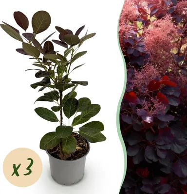 Produktbild von GreenboutiQ - Gartenpflanze - Cotinus coggyria Royal Purple - Lila - 3 Pflanzen - Laubabwerfend - Wenig Pflege - Topf 12cm Höhe 35cm