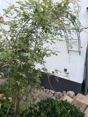 Produktbild von WANDROSENBOGEN HOLLAND Rund Gesamtbreite 1,20 m Verzinkt Gartendeko Pergola Metallrosenbogen Gartenbogen Rosensäule Rozenboog Pergola
