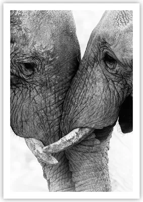 Produktbild von Poster - Poster ohne Rahmen - Elefanten Safari Bond - 70x100 cm - Wand Bild - Wanddeko - Wandbilder - Kunstposter - Wandposter - Bilder - Kunstdruck - Wanddekoration - Wandbild - P2XPA70x100-4973