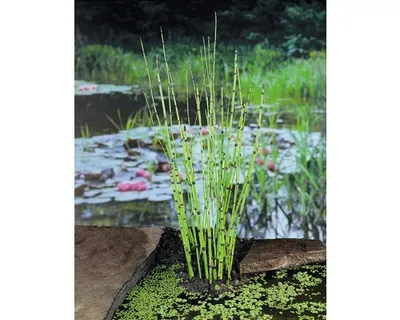 Obrázek produktu pro Přeslička japonská FloraSelf Equisetum japonica květináč Ø 9 cm
