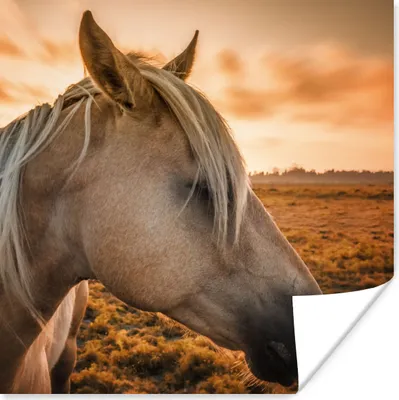 Produktbild von MuchoWow® Poster Pferd - Tiere - Porträt 100x100 cm - Babyzimmer