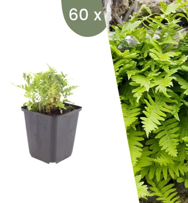 Produktbild von Plants by Frank | 60 Tüpfelfarn Pflanzen | Polypodium Vulgare | Farne | Winterhart | Schattenpflanzen | Gartenpflanzen
