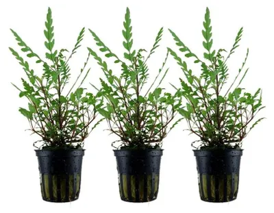 Produktbild von Aquarium Pflanze 3 St. Hygrophila pinnatifida Wasserpflanze AquaOne Nr.351A Set