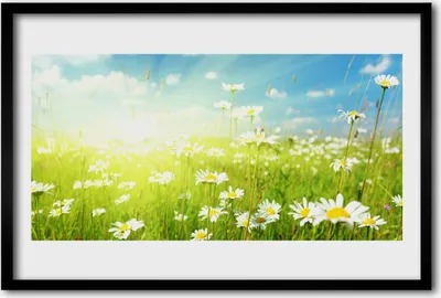 Produktbild von Bild 60x40 MDF-Rahmen Wandkunst Gänseblümchen-Wiese Natur
