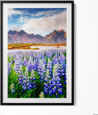 Produktbild von Magische Lupinenblüten– Wandbild mit Rahmen – Gerahmtes Bild  – Wanddekoration – 70x100 cm –  Schwarz Rahmen