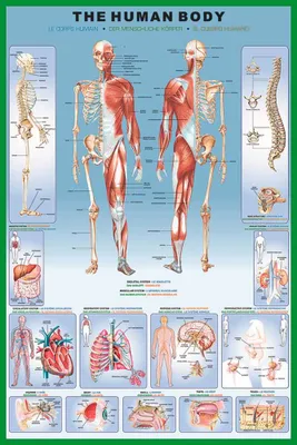 Produktbild von Educational - Bildung Human Body Menschlicher Körper - Poster Druck 61x91,5 cm