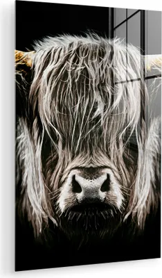 Produktbild von MuchoWow Glasbilder - Bilder auf Wandbild - Foto auf Glas Schottisches Hochlandrind - Gold - Hörner - Schwarz und weiß - Kuh - Tiere 80x120 cm Wanddekoration aus Glas - Acrylglasbild - Acrylbilder - D