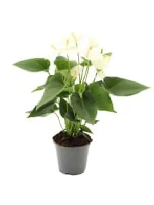 Produktbild von Flamingoblume weiß 40cm Zimmerpflanze