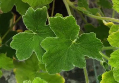 Image de Pelargonium tomentosum / Géranium au parfum de menthe