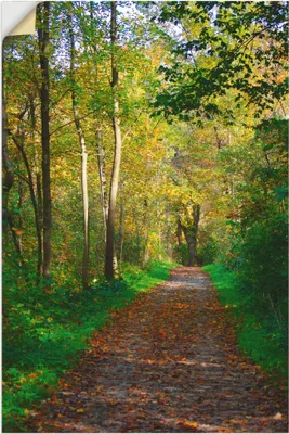 Produktbild von ARTland Wandbild, selbstklebend Weg im Herbst Wald Größe: 60x90 cm