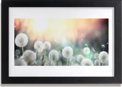 Produktbild von Bild 30x20 MDF-Rahmen Wandkunst Löwenzahn Blumen Natur