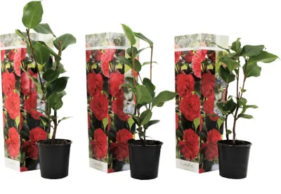 Produktbild von Japanische Rose - 3 Stk - Camellia japonica Lady Campbell - Höhe 25-40cm - ⌀9cm