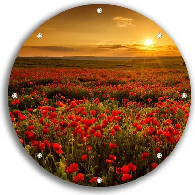 Produktbild von Wallario rundes Outdoor-Poster für Garten oder Balkon, Motiv Mohnblumenwiese bei Sonnenuntergang am Abend, 30 cm Durchmesser